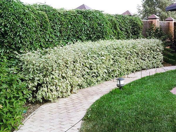 cornejo blanco a lo largo del camino del jardín