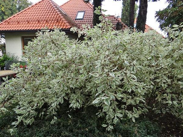 buisson tentaculaire de deren blanc