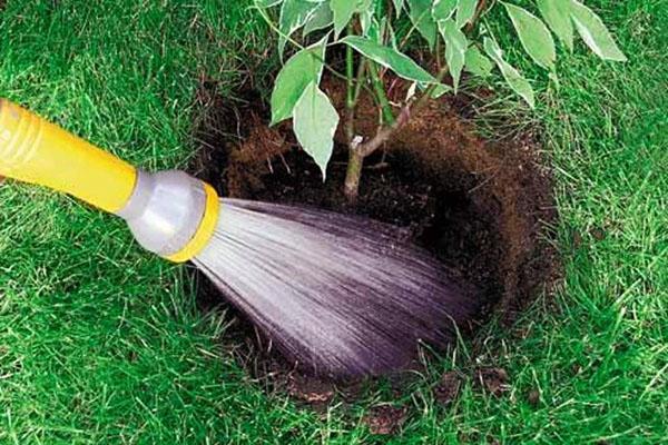plantando una plántula en otoño
