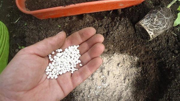 fertilización compleja