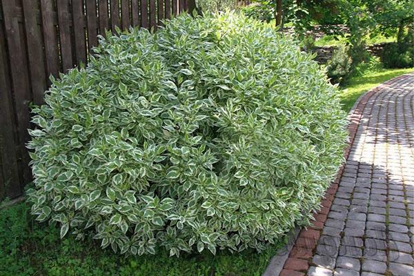 planter et entretenir l'herbe blanche