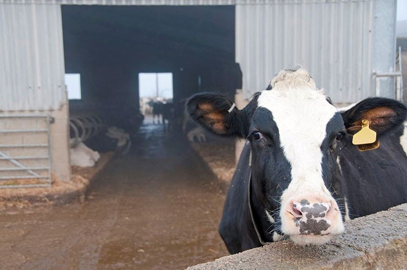 symptômes de leucémie chez les vaches