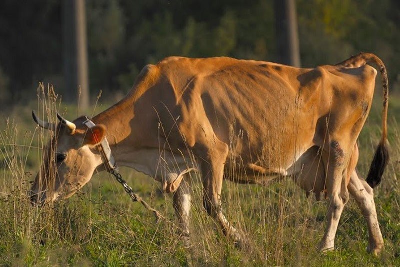 la vache est atteinte de leucémie