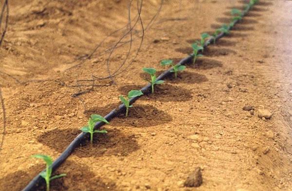 regar las plantas a través de la cinta