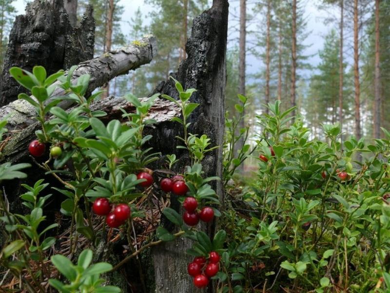 photos et noms de baies de la forêt