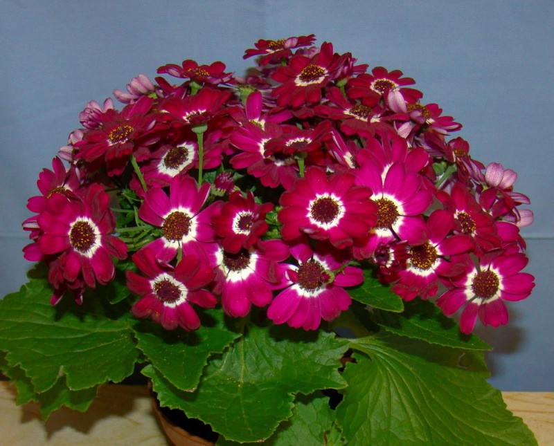 cineraria sangrienta