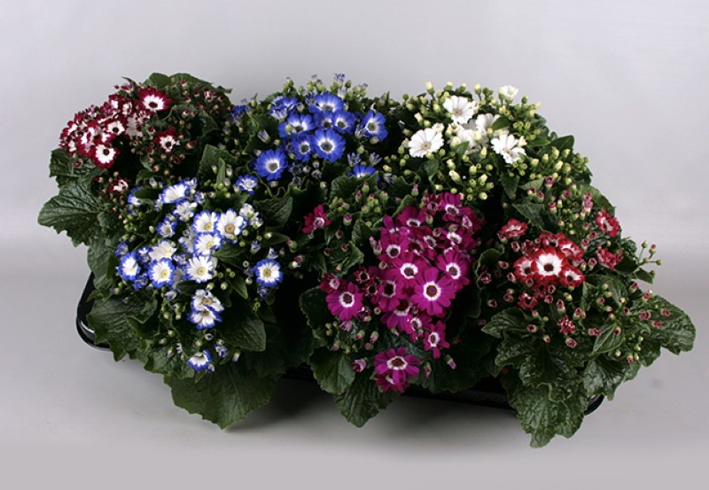 cineraria venecia