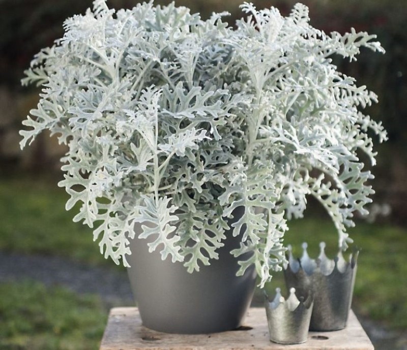 cineraria junto al mar