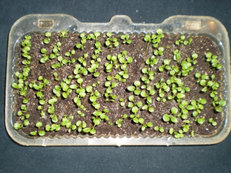 plántulas de cineraria