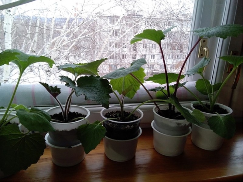 plántulas de cineraria