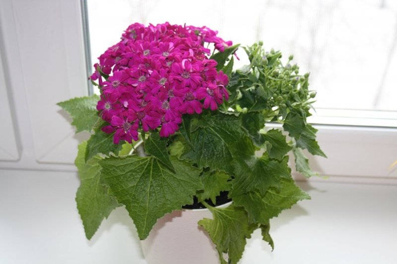 Cineraria cultivo de interior a partir de semillas foto