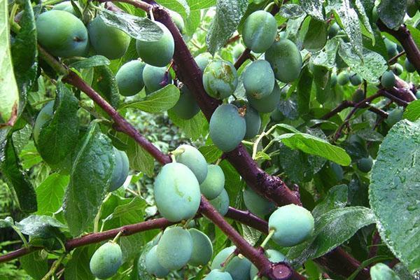 prune de taille d'été