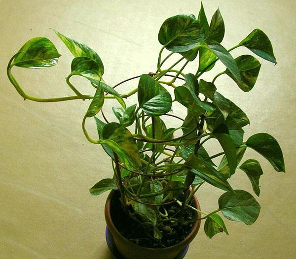 scindapsus limpia bien el aire