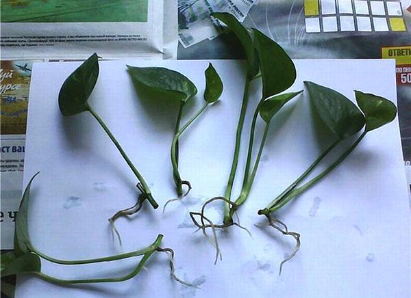 esquejes de scindapsus con raíces