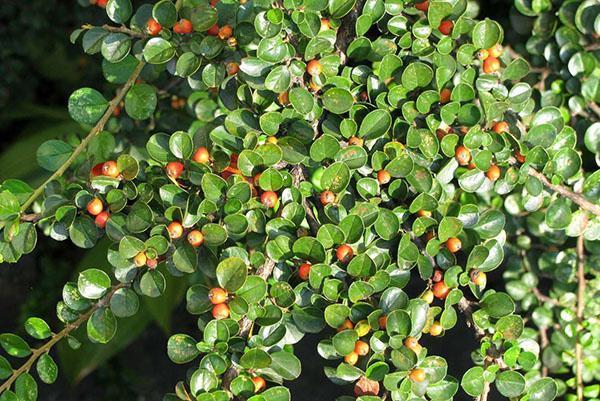 baies de cotonéaster horizontales