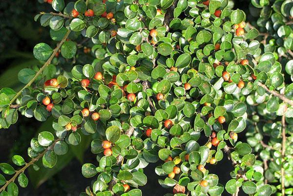 bayas de cotoneaster horizontal