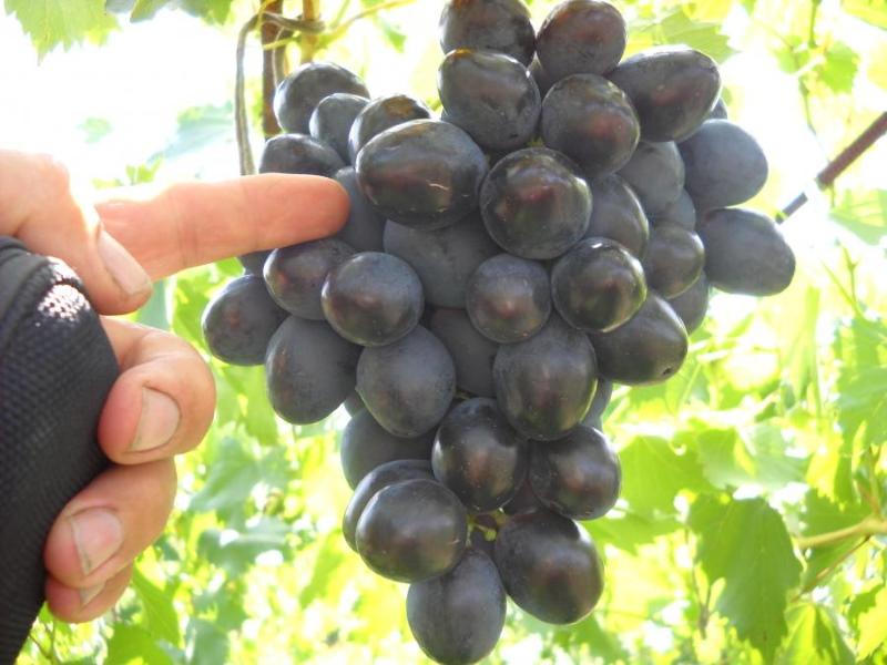 rendimiento y sabor de uva furor