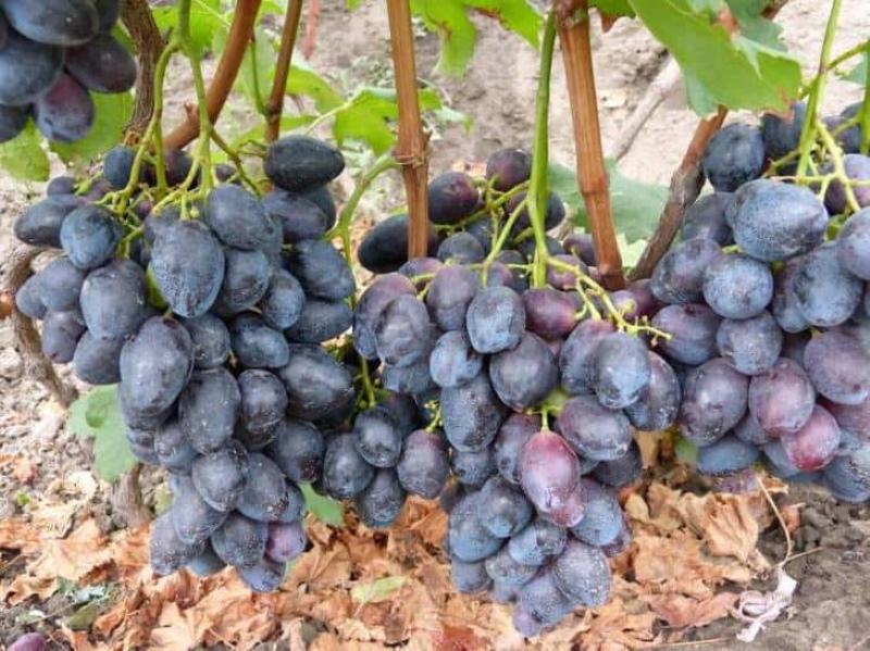 uvas furor descripción de la variedad de pros y contras de la foto