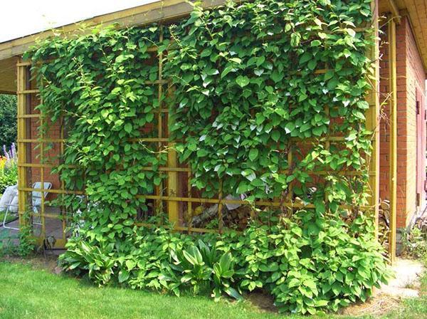 Limoncillo chino en una pérgola