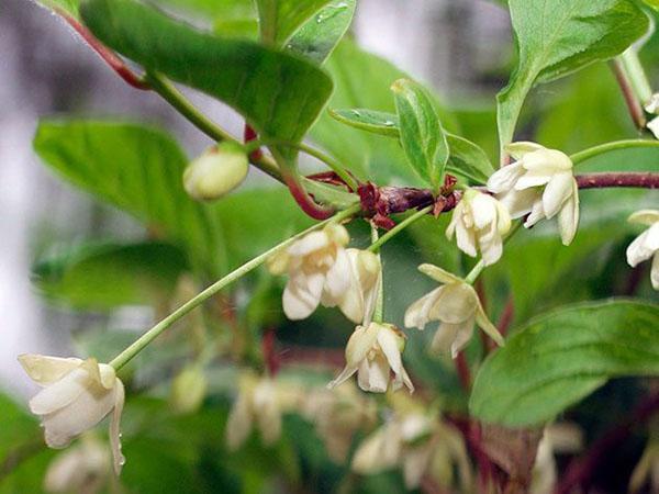 flor de limoncillo