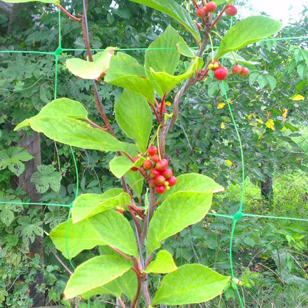 Citronnelle chinoise dans le pays