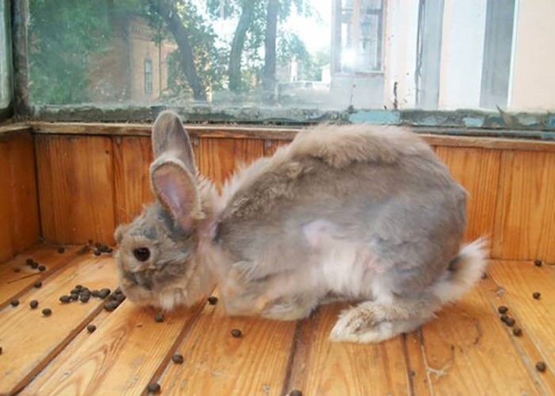 caractéristiques de la mue chez le lapin