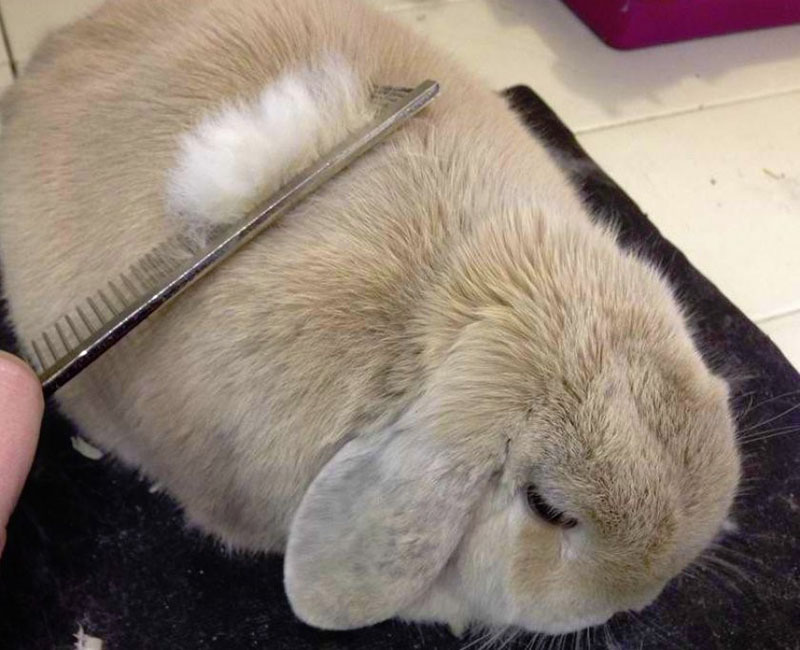 prendre soin d'un lapin pendant la mue