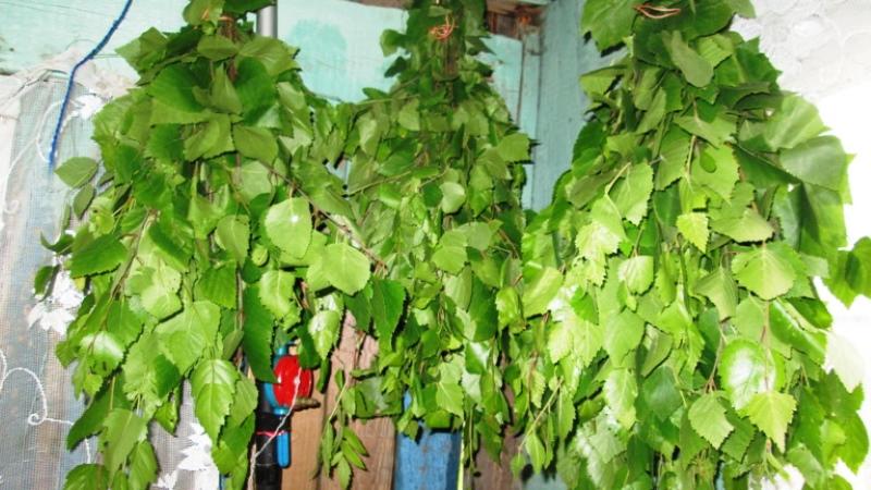 propiedades útiles de las hojas de abedul