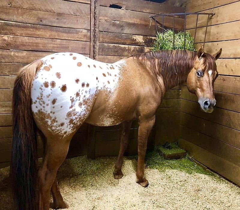 conditions pour garder un cheval Appaloosa