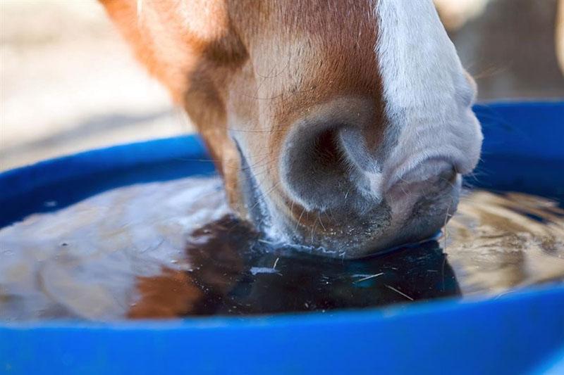 eau propre pour un cheval
