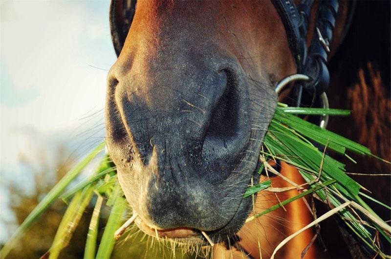 herbe de cheval fraîche