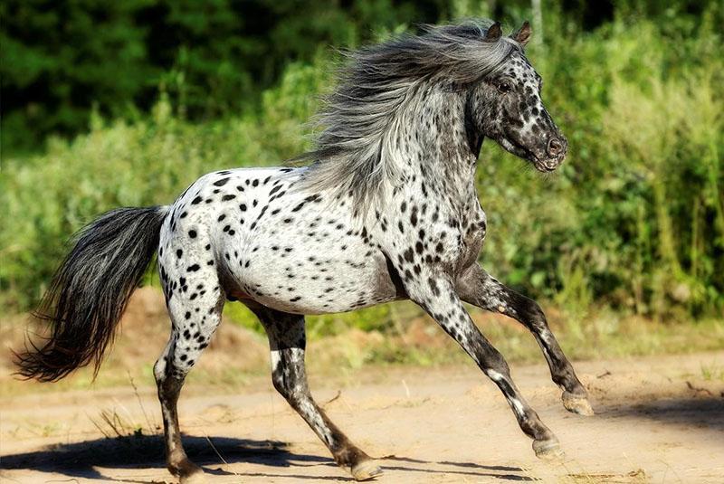 cheval inhabituel de la race Appaloosa
