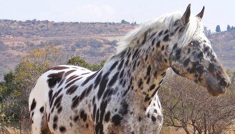 type de cheval populaire