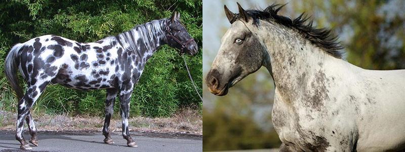 chevaux de couleur claire