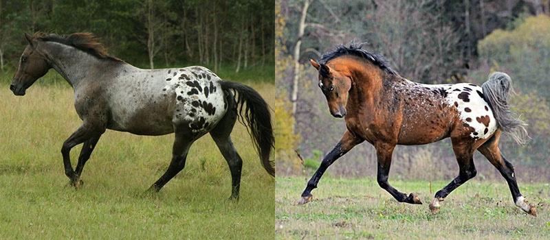 couleur originale du cheval appaloosa