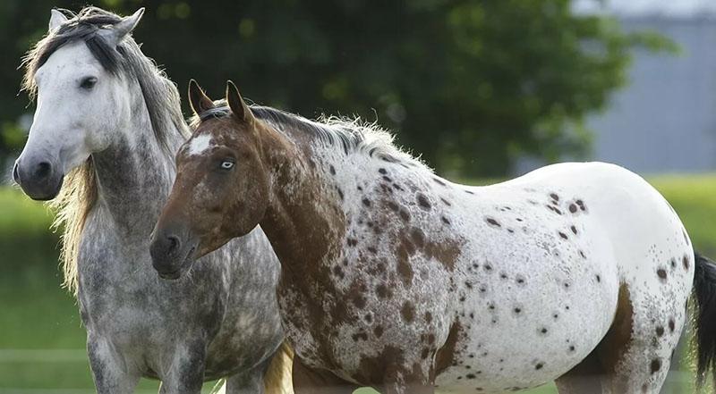 Chevaux Appaloosa