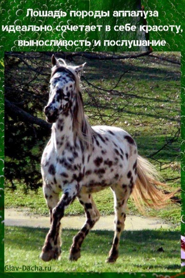 Caballo Appaloosa