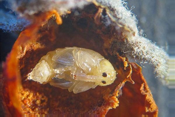 Les ceintures de pêche sont utilisées pour lutter contre le coléoptère des fleurs