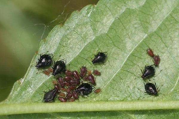 En limitant le mouvement des fourmis, vous pouvez réduire considérablement le nombre de pucerons.