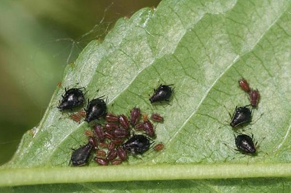 Al limitar el movimiento de las hormigas, puede reducir significativamente la cantidad de pulgones.