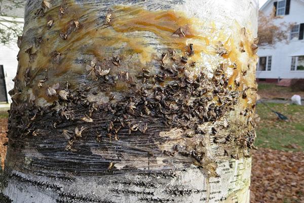 Insectos atrapados alrededor del cinturón de trampas.