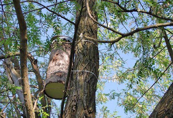 Des pièges sont placés sur des arbres abondamment fleuris