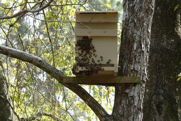 Placer un piège à abeilles sur un arbre