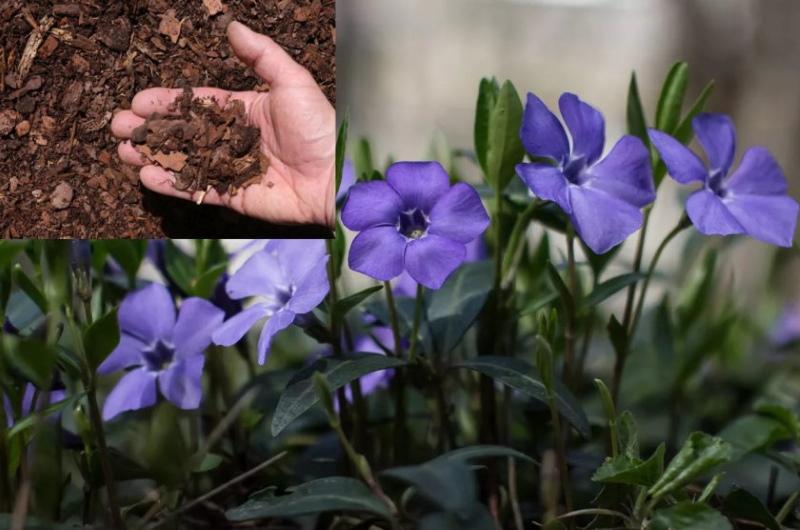 planter la pervenche