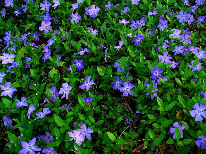 plantación y cuidado de la vincapervinca