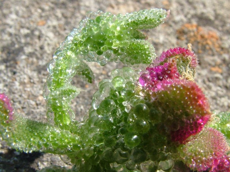 feuilles de mésembryanthème