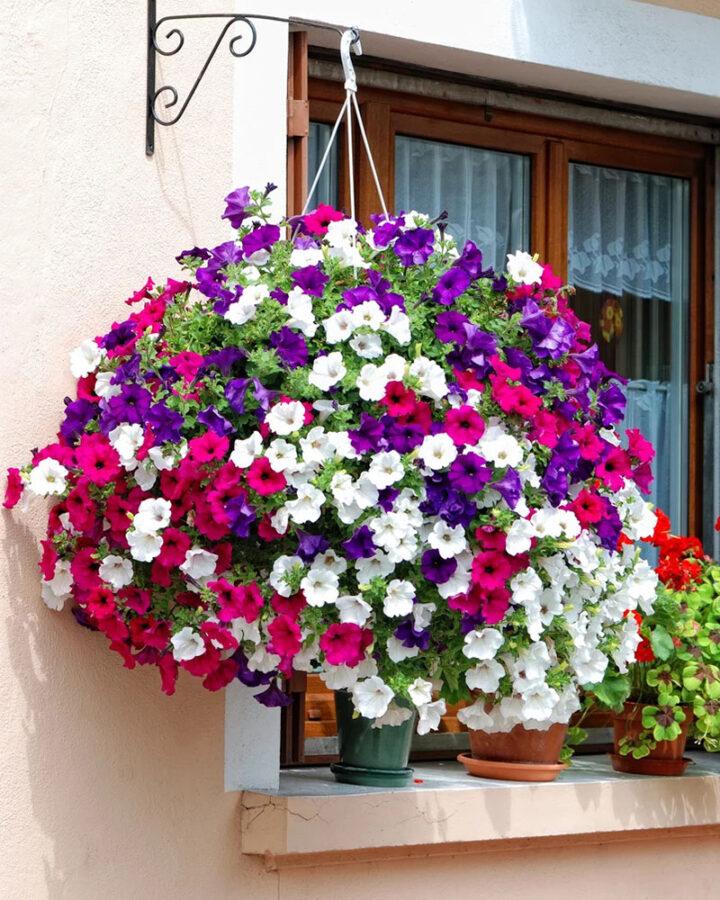 flores para el lado soleado