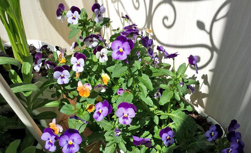 violeta tricolor
