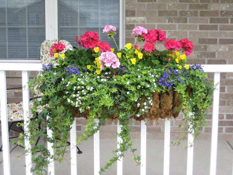 flores de ampel para el lado soleado