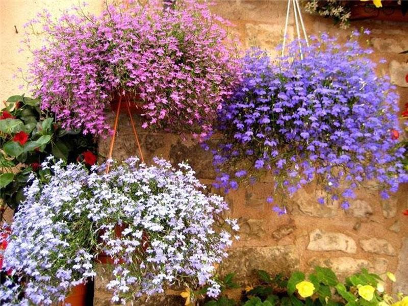 lobelia para el lado soleado
